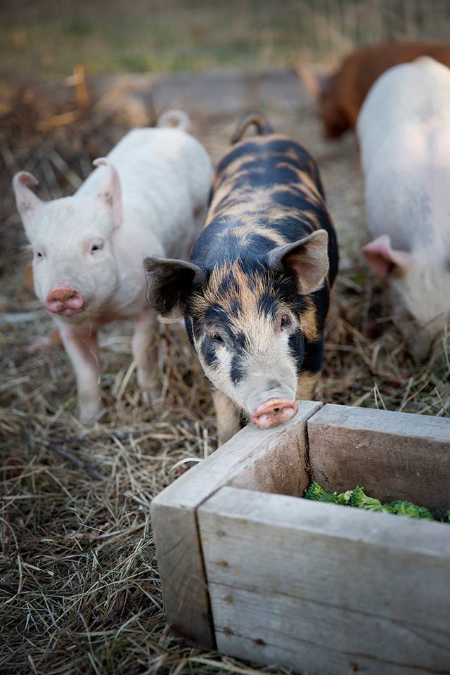 Cute Piglets on a Farm - LightWater Skin Nutrition is Vegan and Cruelty Free and good for animals - homepage