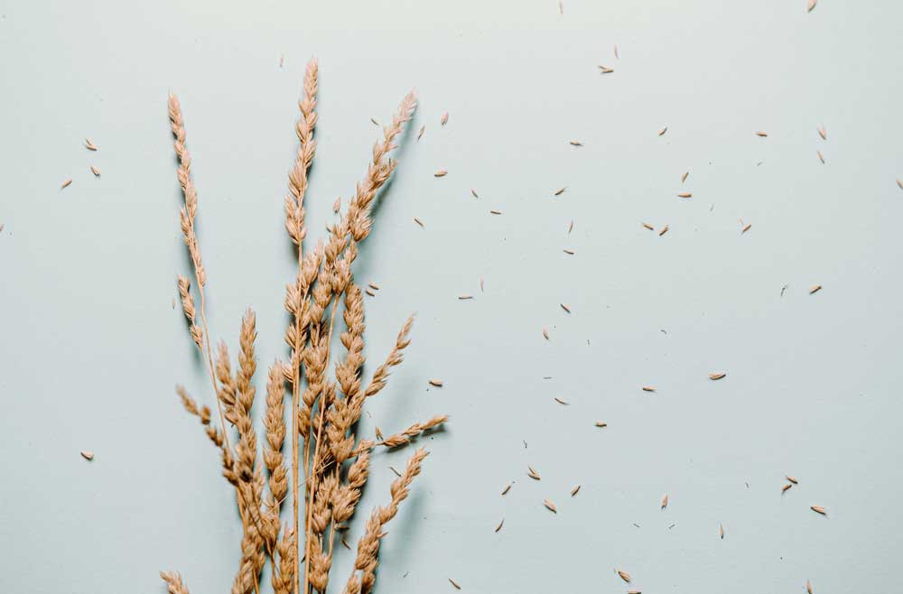 small bundle of wheat on a blue background - LightWater Skin Nutrition (facial skincare) is fresh, pure, and gentle with only clean ingredients