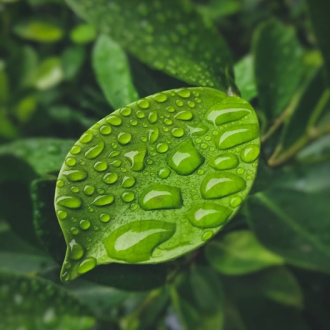 Water drops on leaf - LightWater Skin nutrition is responsible and sustainable and good for the planet - homepage